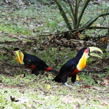 Yasi Yatere Reserva Agroecologica El Soberbio Bagian luar foto