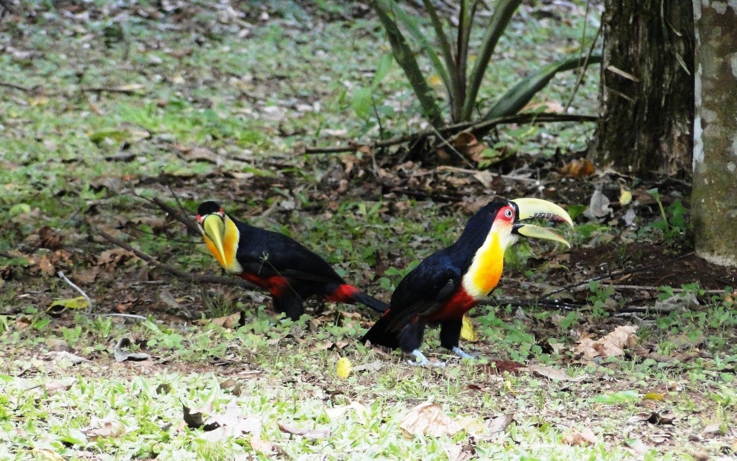Yasi Yatere Reserva Agroecologica El Soberbio Bagian luar foto