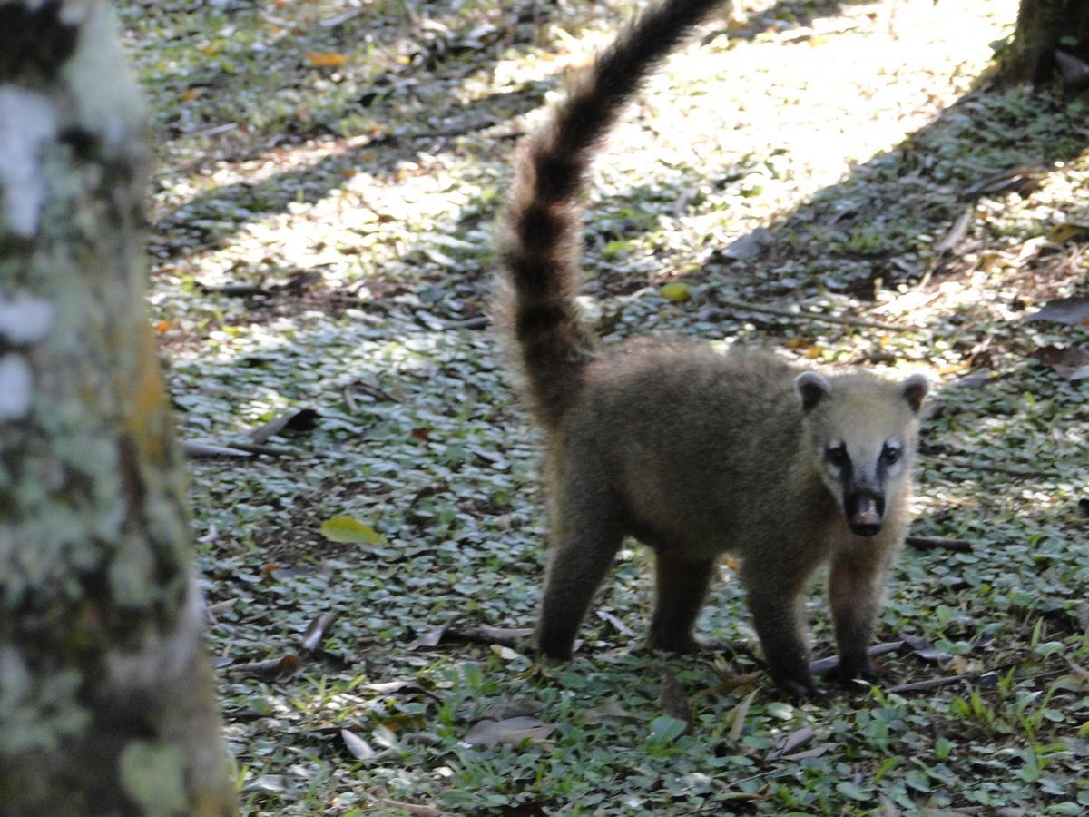 Yasi Yatere Reserva Agroecologica El Soberbio Bagian luar foto